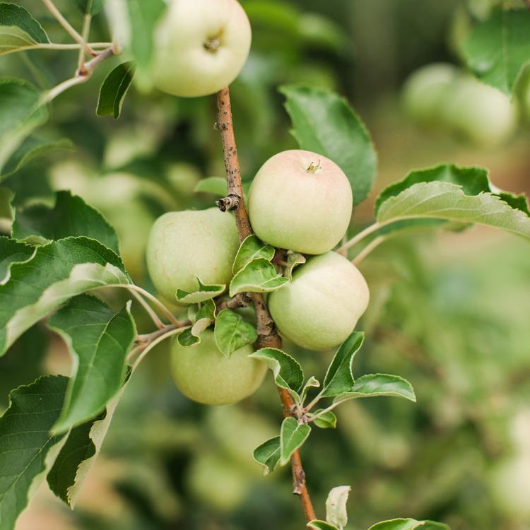 今年秋天你应该去的13个佐治亚州苹果园